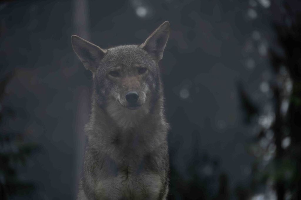 Curiosity Isn’t Just for the&nbsp;Cats