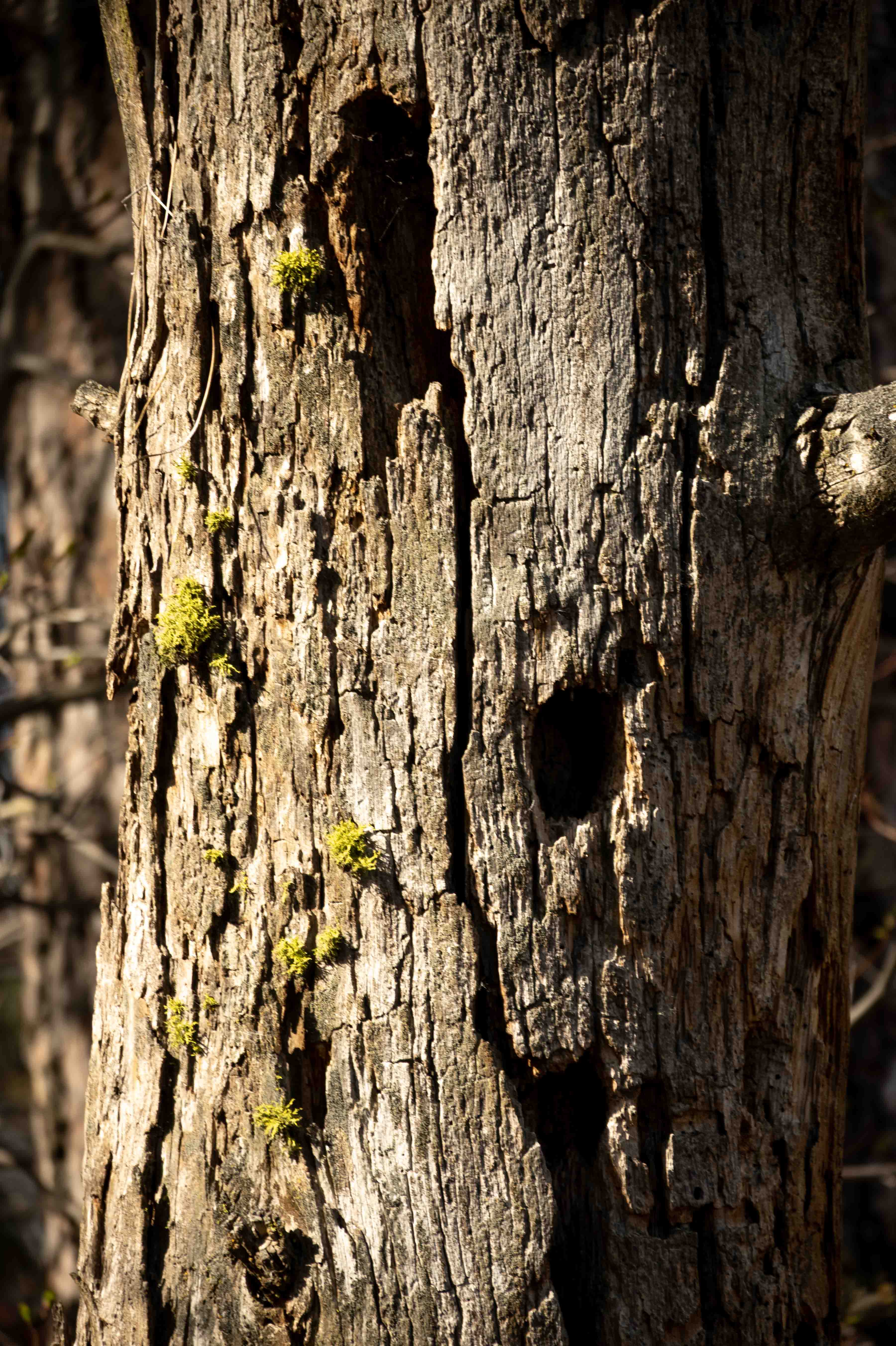 Old Wood, New Growth